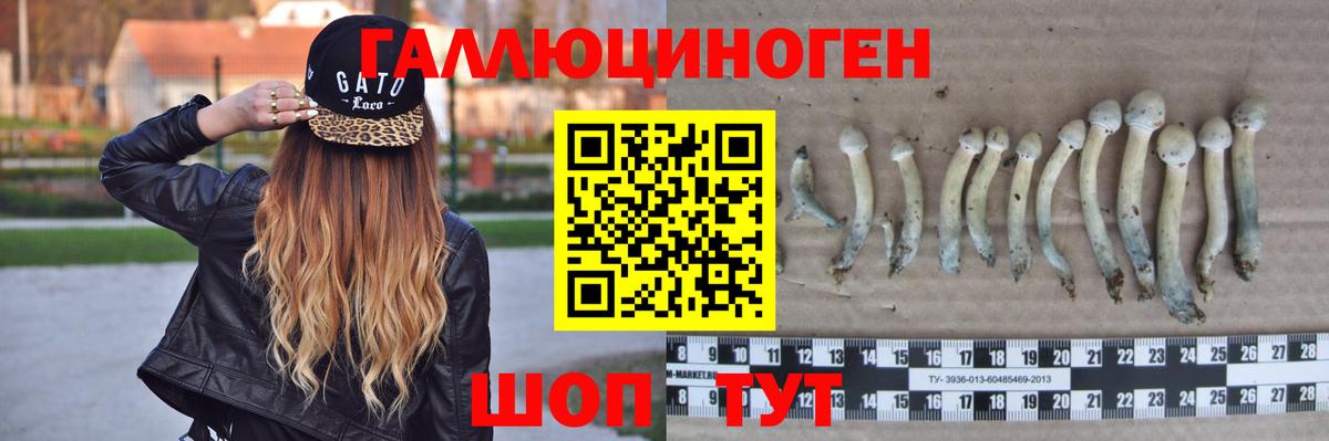 Мурманск  где купить наркоту  Вход с VPN  Псилоцибиновые грибы прущие грибы  Псилоцибиновые грибы мицелий 